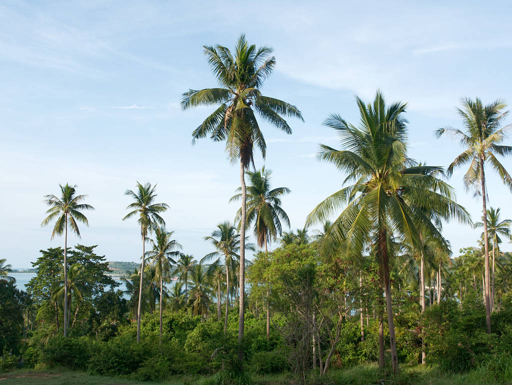 Palmen auf dem Weg zum Bangrak Viewpoint
