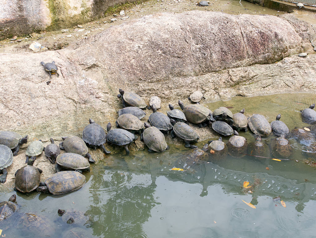 Schildkröten im Kek Lok Si Tempel