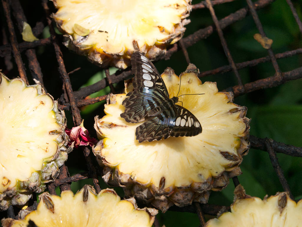 Schmetterling auf Ananas