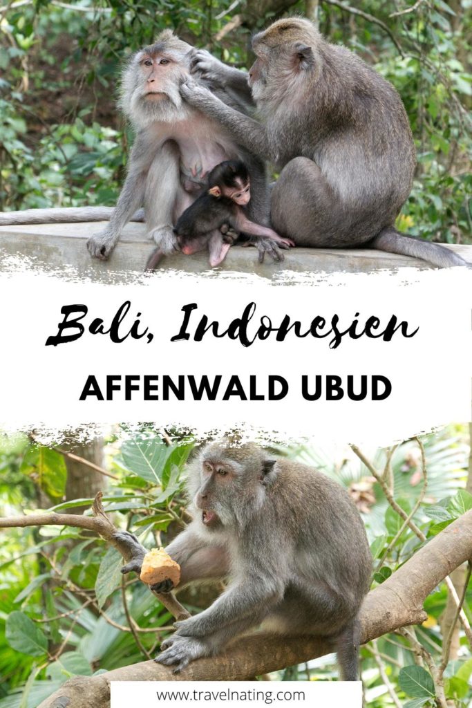 Affenwald Ubud, Bali - Pinterest Pin