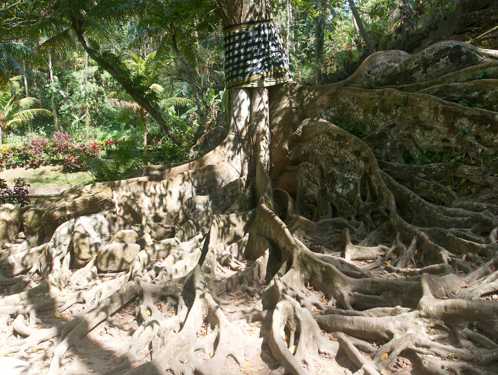 Baum im Goa Gajah Tempel