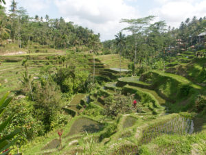 Tegalalang Reisterrassen in Ubud