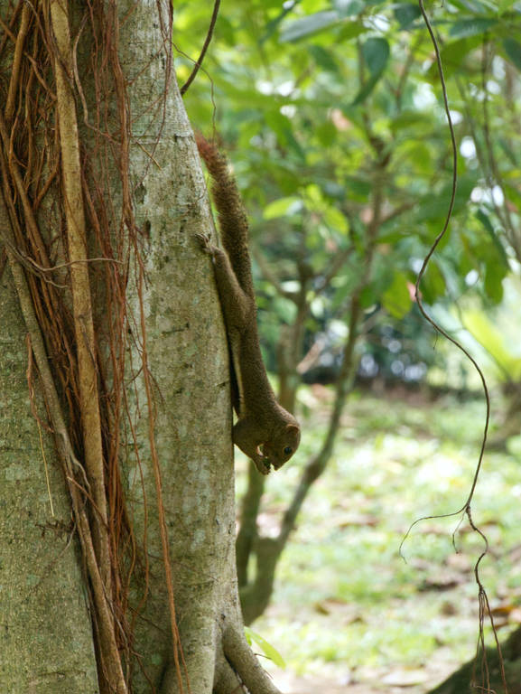 Eichhörnchen im Botanischen Garten