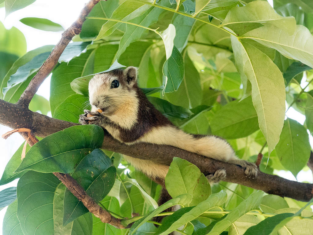Chatuchak Park Bangkok - Eichhörnchen liegend
