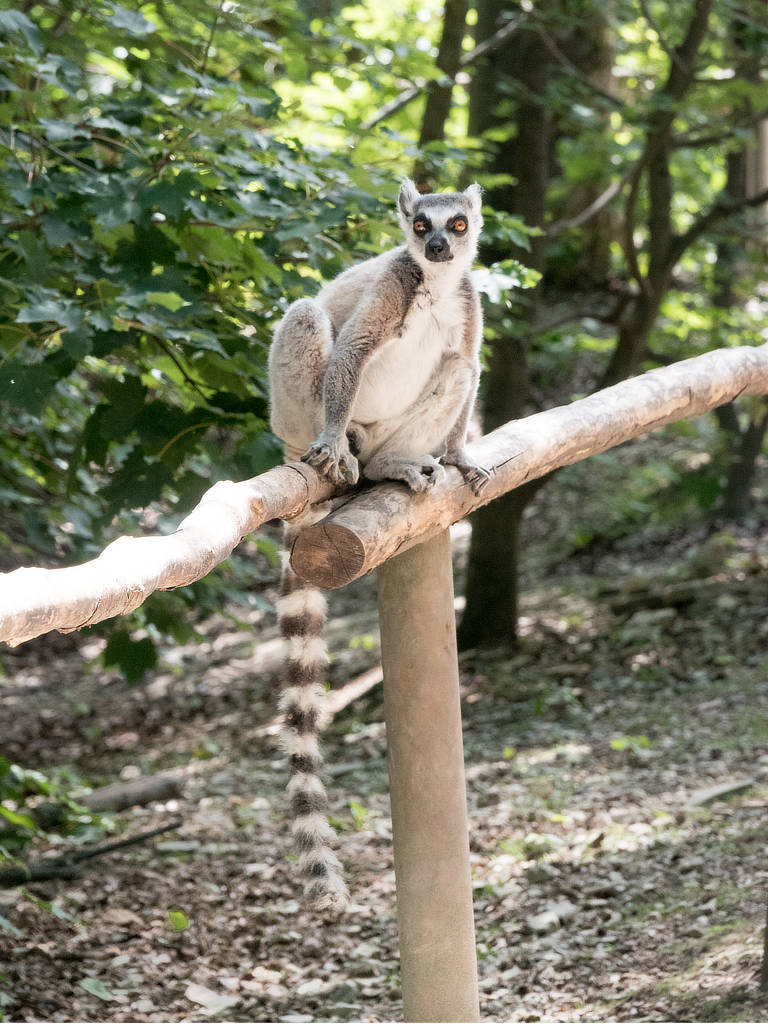 Affenwald Straußberg - Infos und Tipps für deinen Besuch