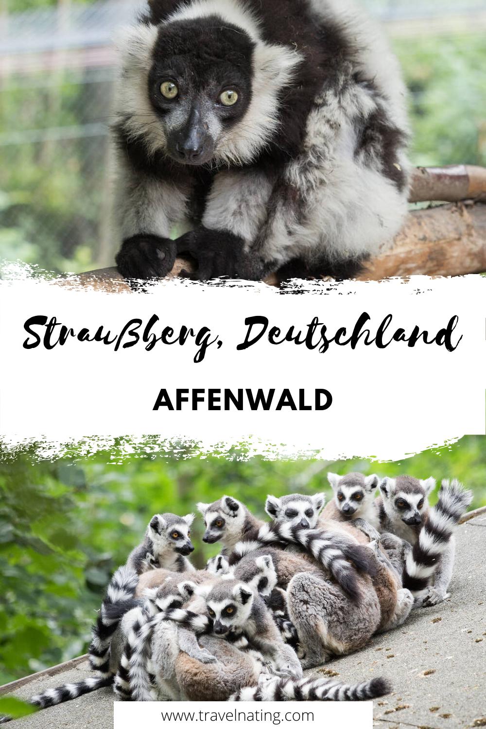 Affenwald Straußberg - Pinterest Pin