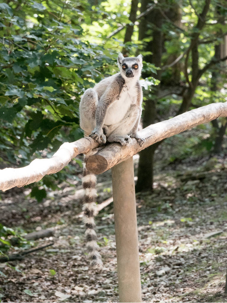 Affenwald Straußberg Katta auf Geländer