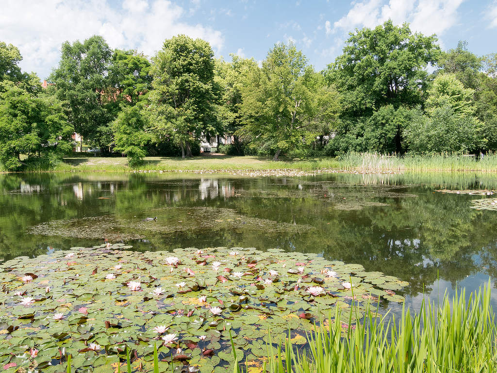 Teich mit Seerosen und Enten im Arthur Bretschneider Park Leipzig