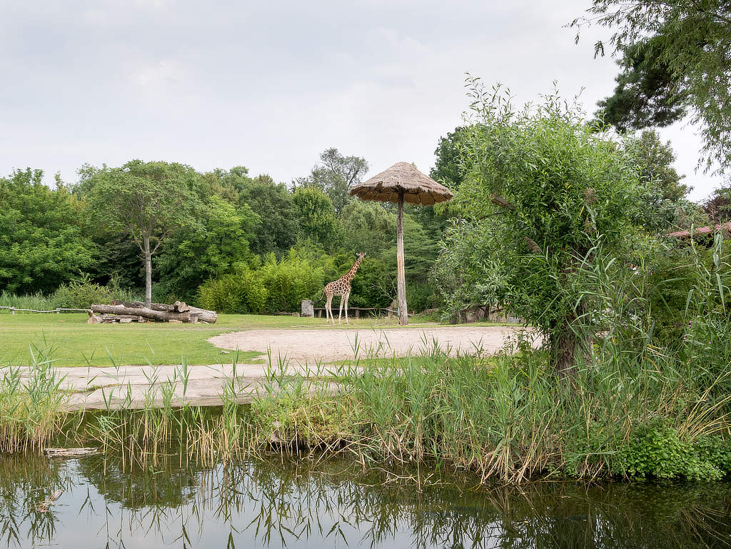 Zooschaufenster im Leipziger Rosental mit Giraffe