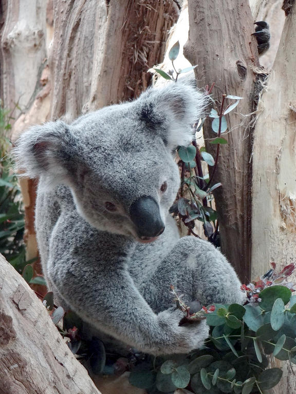Koala im Leipziger Zoo