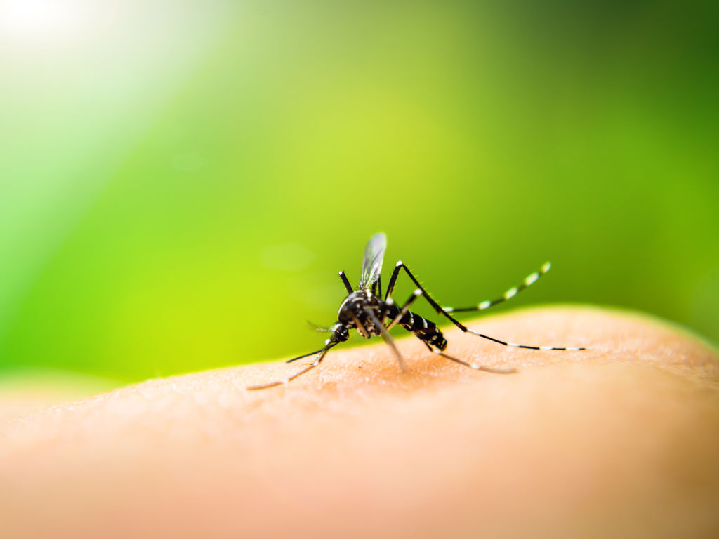 Mückenschutz - Mücke saugt Blut