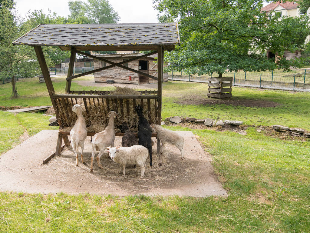 Schafe im Freiberger Tierpark