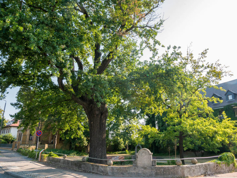 Lutherstadt Wittenberg Die schönsten Sehenswürdigkeiten