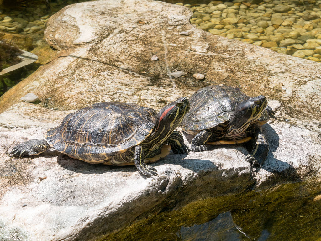 2 Schildkröten im Botanischen Garten in Chemnitz