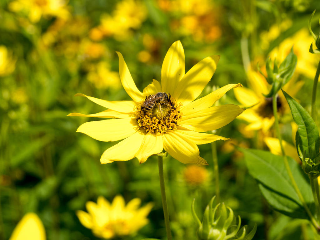 Blume mit Biene im Botanischen Garten