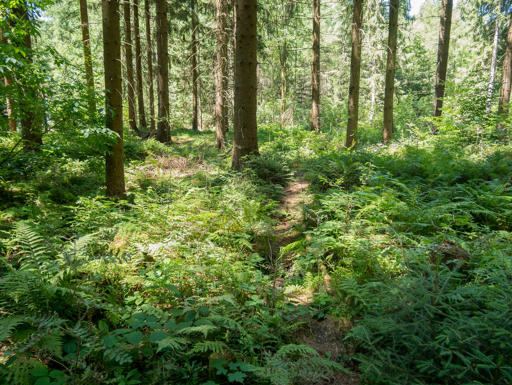 Trampelpfad im Wald