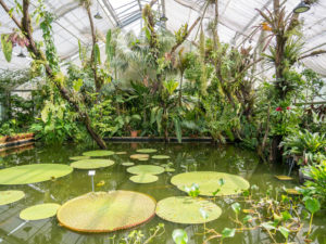 Victoria Seerosen im Botanischen Garten