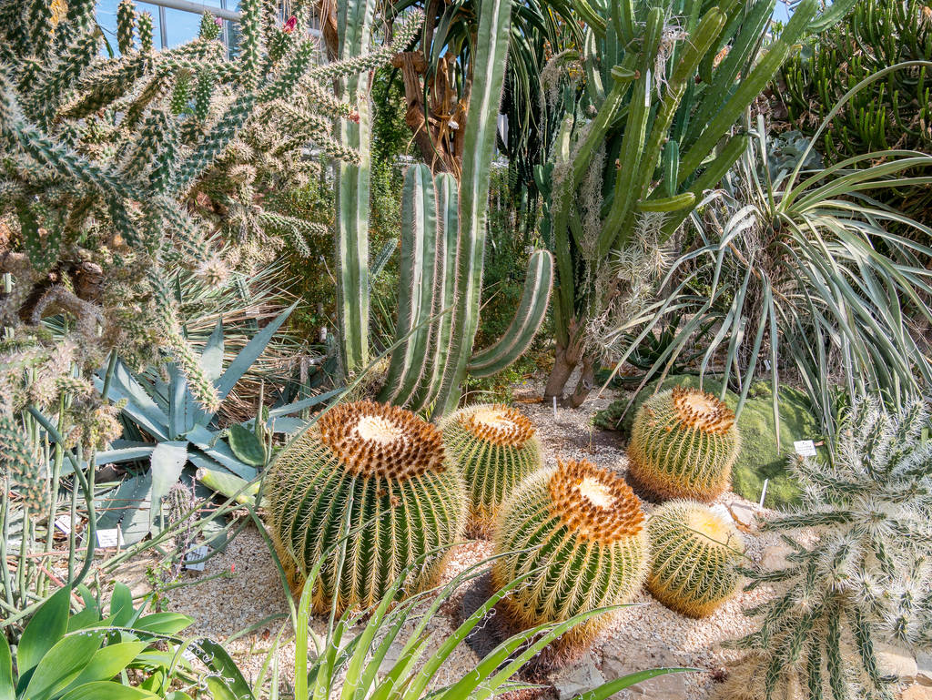 Kakteen und Sukkulente im Botanischen Garten