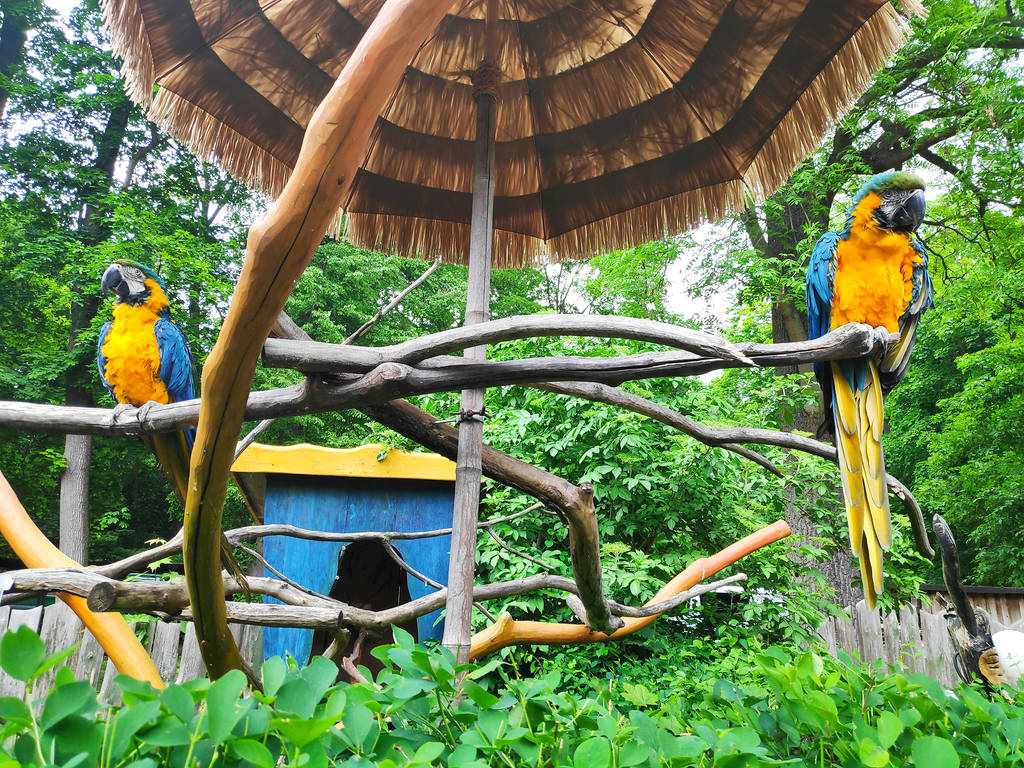 Papageien im Tierpark Zittau