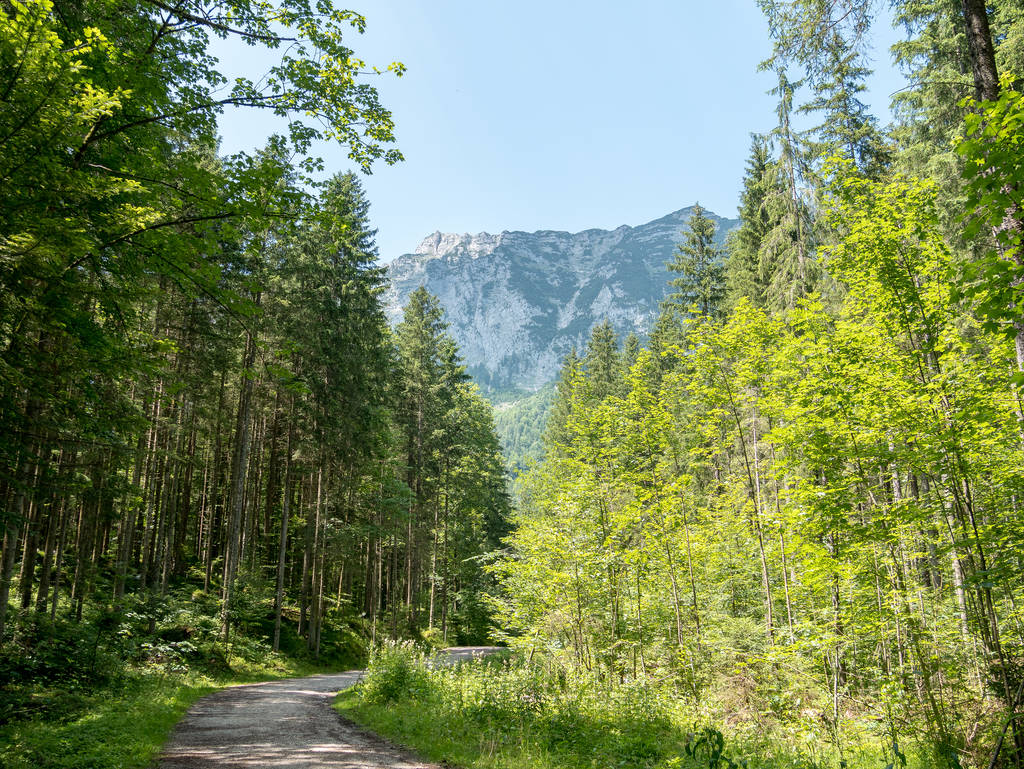 Forststraße zum Hintersee mit Blick auf die Berge